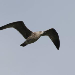 Yellow-legged Gull