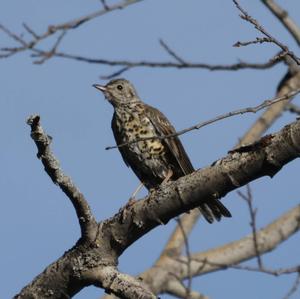 Mistle Thrush