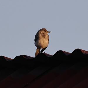 White Wagtail