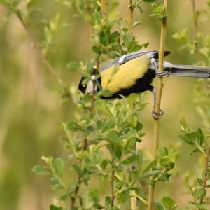 Great Tit