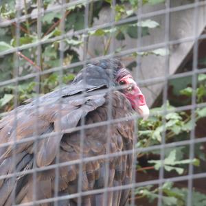 Turkey Vulture