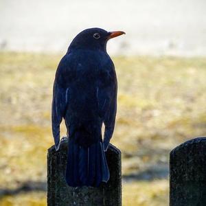 Eurasian Blackbird