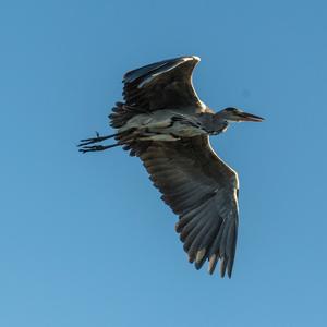 Grey Heron