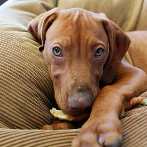 Vizsla