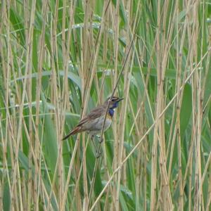 Bluethroat