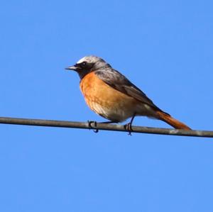 Common Redstart