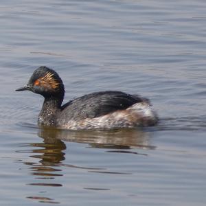 Black-necked Grebe