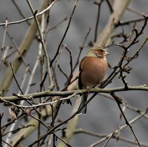 Eurasian Chaffinch