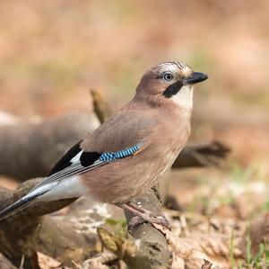 Eurasian Jay