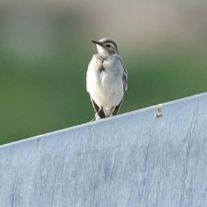 White Wagtail