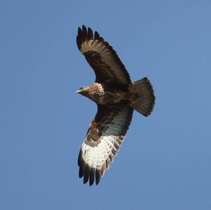 Common Buzzard