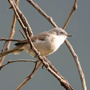 Lesser Whitethroat