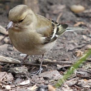 Eurasian Chaffinch