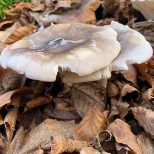 Cloudy Clitocybe