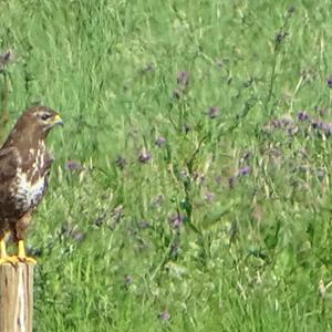 Common Buzzard