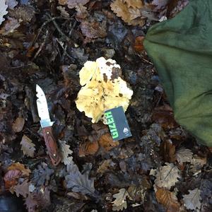 Hedgehog Fungus, Common