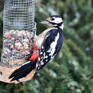 Great Spotted Woodpecker