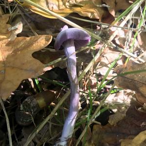 Amethyst Deceiver