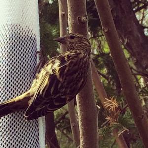 American Goldfinch