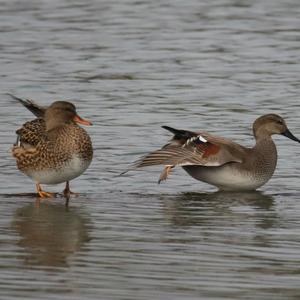 Gadwall