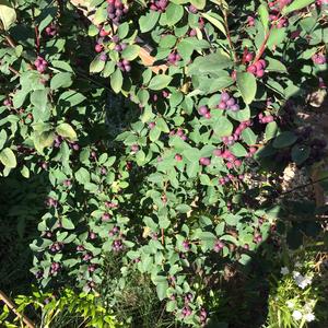 Unknown Species