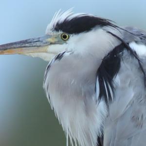 Grey Heron