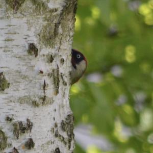 Eurasian Green Woodpecker