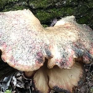 Oyster Mushroom