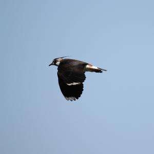 Northern Lapwing