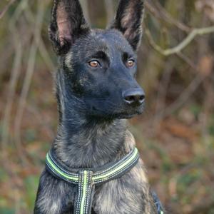Unknown Breed