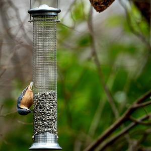 Wood Nuthatch