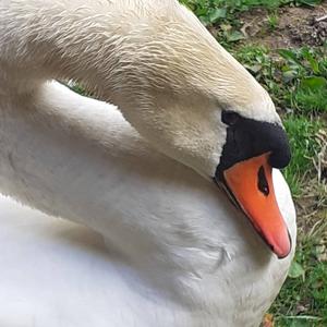 Mute Swan