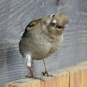 Eurasian Chaffinch