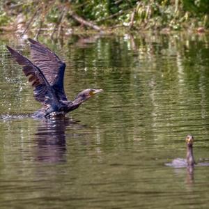 Great Cormorant