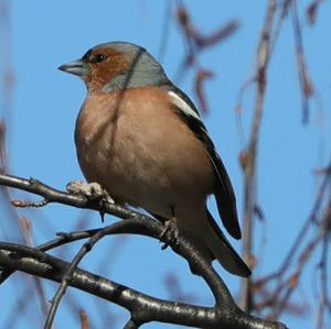 Eurasian Chaffinch