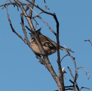 Crested Tit