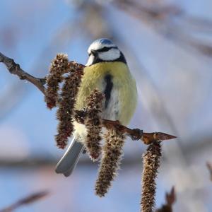 Blue Tit