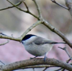 Willow Tit