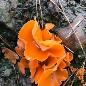 Cinnabar-red Polypore