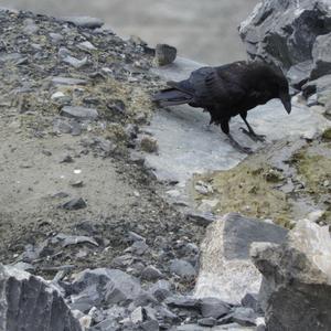 Common Raven