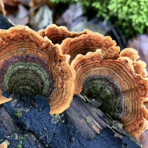 Turkey-tail