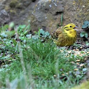 Yellowhammer