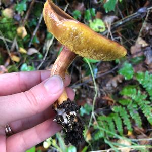 Red-cracked Bolete