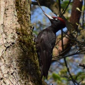 Black woodpecker