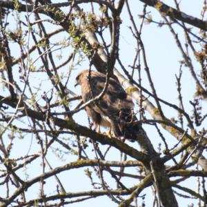 Common Buzzard