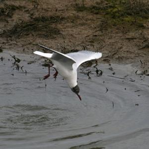 Black-headed Gull