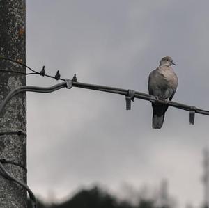 Eurasian Collared-dove