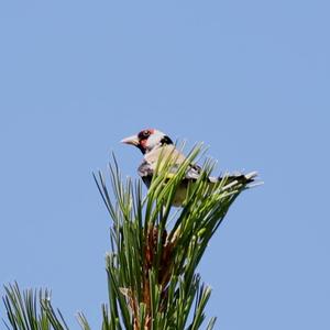 European Goldfinch