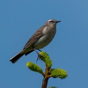 Water Pipit