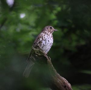 Song Thrush